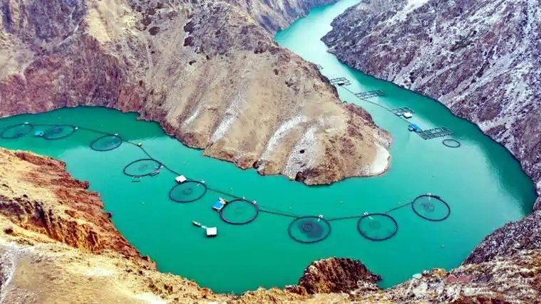 Current Situation and Future of Salmon Industry in China